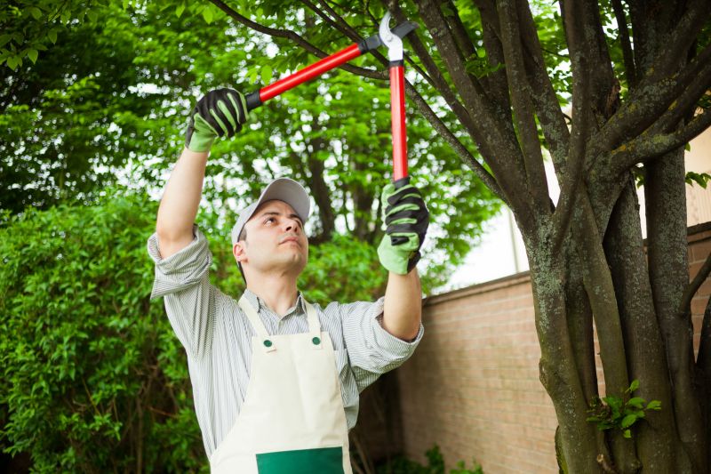 Apple Tree Pruning in Allentown, PA