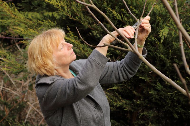 Bradford Pear Tree Pruning in San Jose, CA