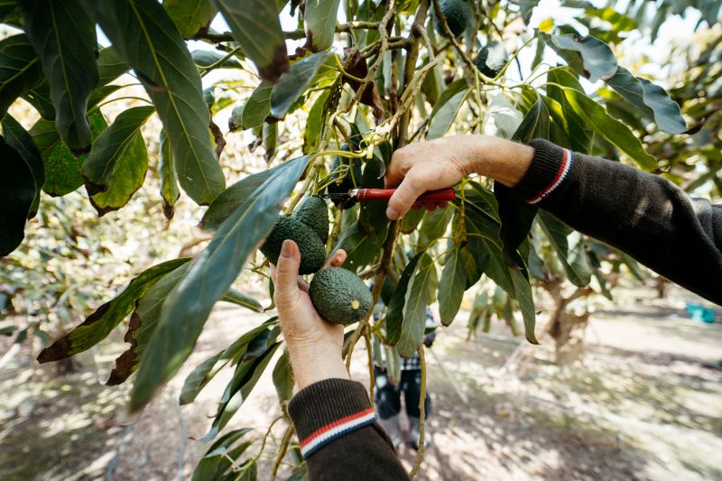 Canopy Pruning in San Jose, CA