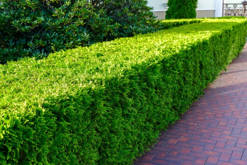 Neatly Trimmed Hedges