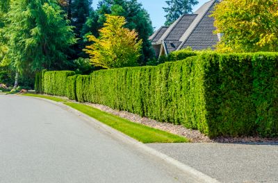 Encourage the Growth of the Hedges
