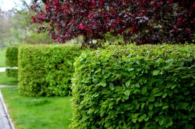 Keep the Health of the Hedges